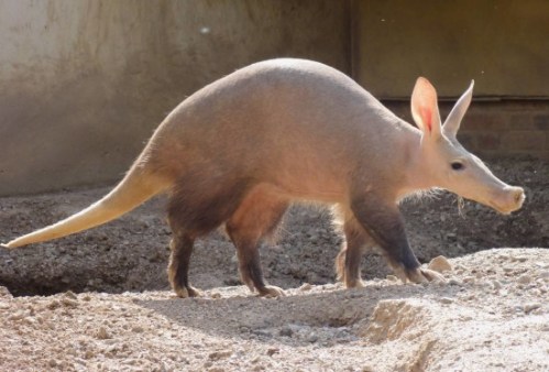 Amazing-Aardvark-550x373