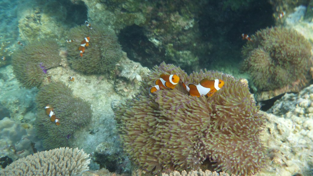 What a bunch of clowns!